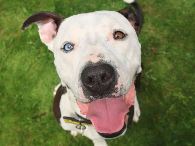 Colin, staffordshire bull terrier cross for adoption in West Calder
