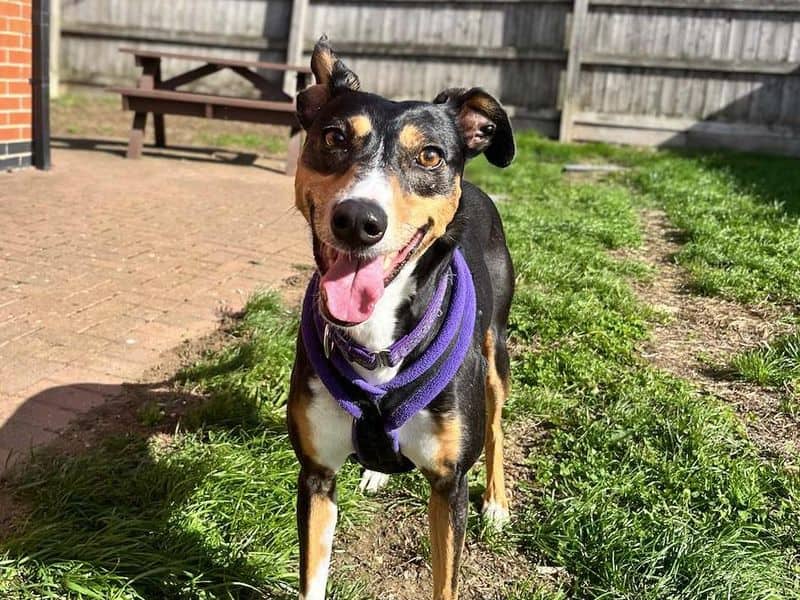 Allie, lurcher for adoption in Wymeswold