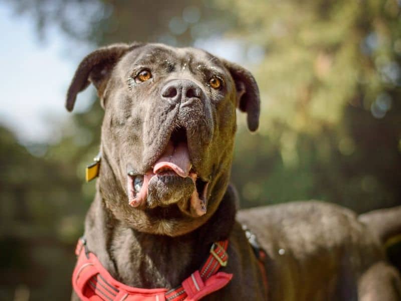 Mavis, italian corso dog for adoption in Kenilworth