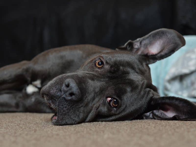 Mavis, photo 2