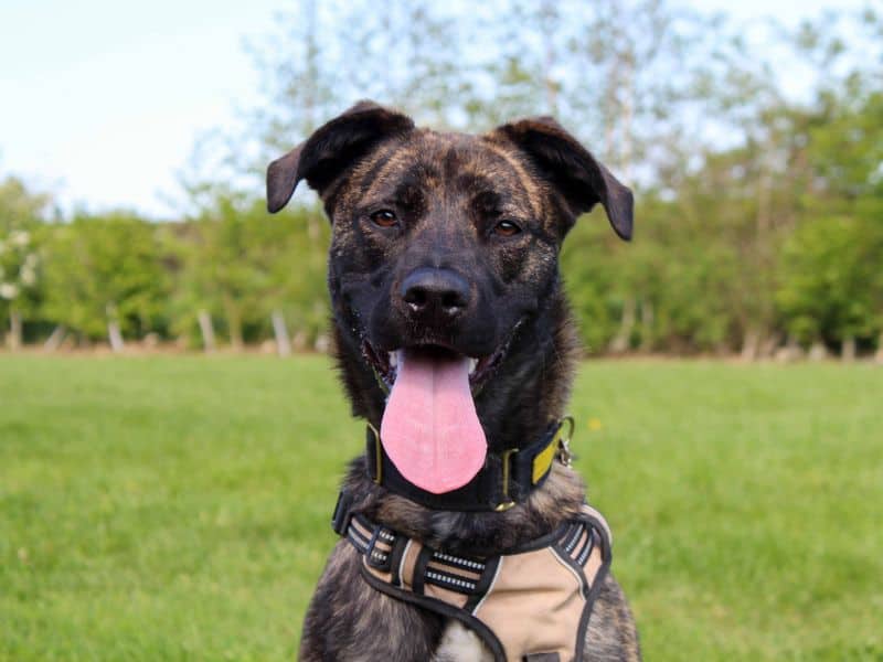 Paisley, malinois belgian shepherd dog cross for adoption in Sadberge