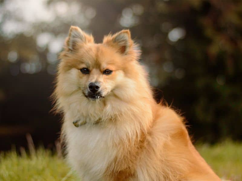 Coco, german spitz for adoption in Kenilworth