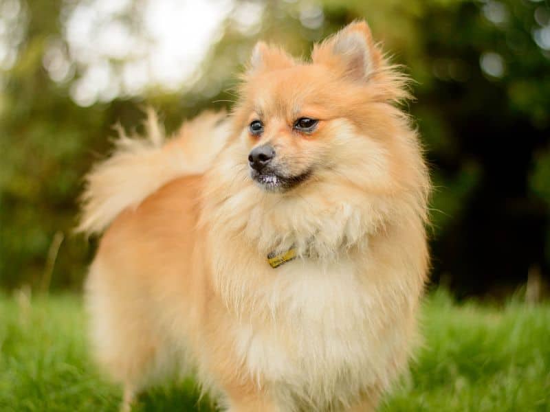 Coco, photo 4