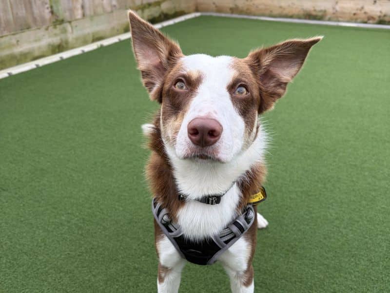 Sol, border collie for adoption in Mid and East Antrim