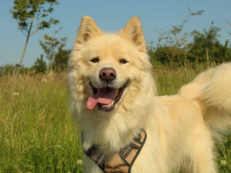 Barley, samoyed cross for adoption in Sadberge