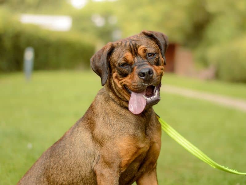Connie, crossbreed for adoption in Shoreham-by-Sea