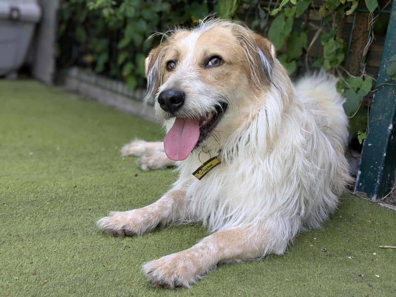 Bertie, crossbreed for adoption in Shoreham-by-Sea (photo 1 of 7)