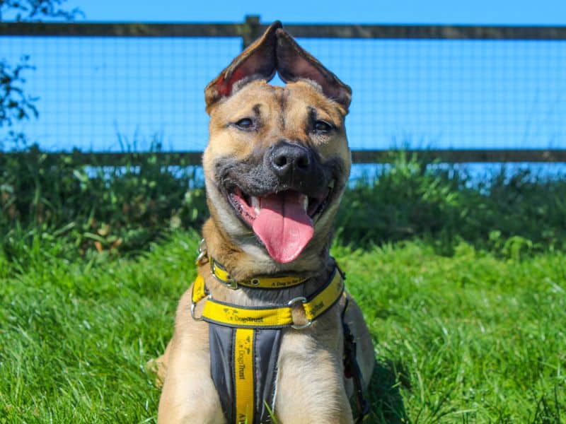 Beanie, staffordshire bull terrier for adoption in Sadberge