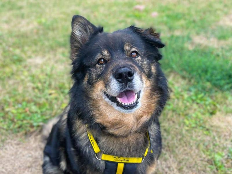 Millie, german shepherd dog cross for adoption in Wickford