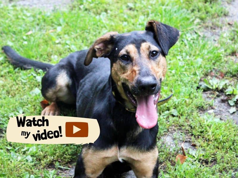 Lizzie, lurcher cross for adoption in Huyton