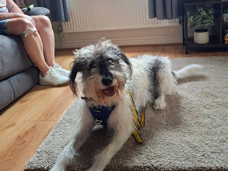 Charity, crossbreed for adoption in Huyton