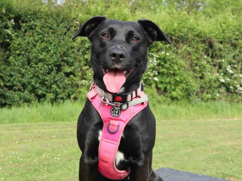 Scout, labrador retriever cross for adoption in London