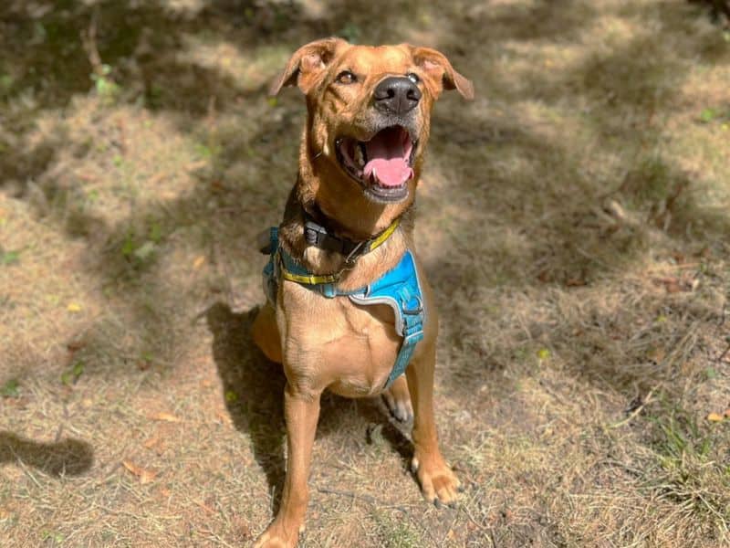 Storm, german shepherd dog cross for adoption in Chestfield