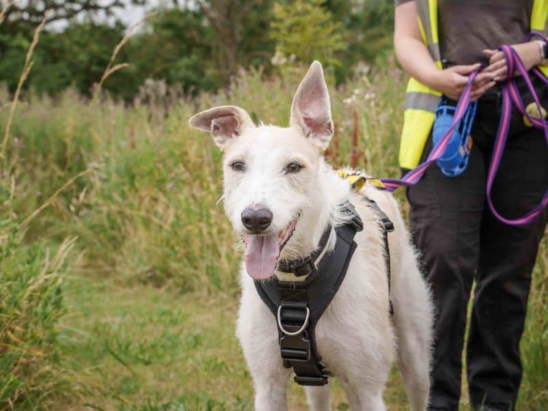 Jago, lurcher for adoption in Wymeswold