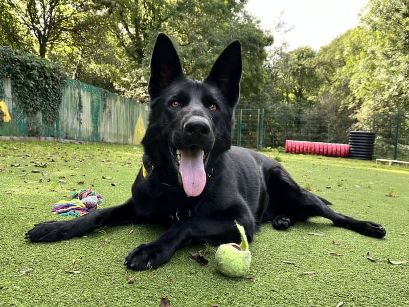 Cassie, german shepherd dog for adoption in Ilfracombe