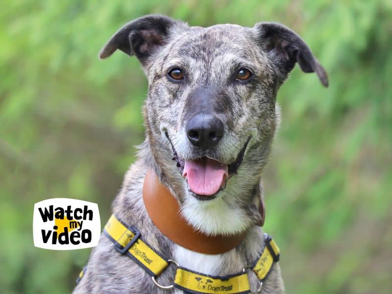 Gino, lurcher for adoption in Leeds
