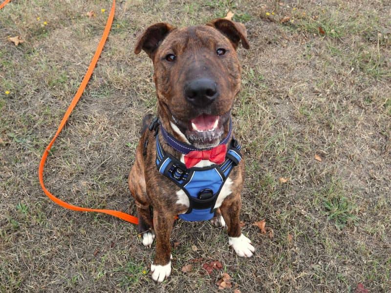 Dave, staffordshire bull terrier cross for adoption in London
