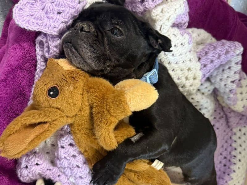 Doris, french bulldog cross for adoption in London