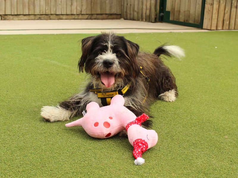 Bertie, photo 5