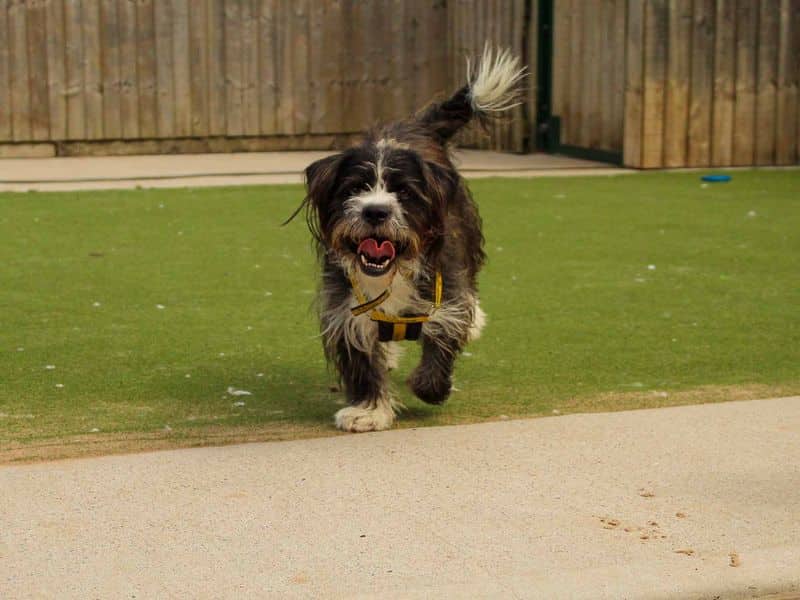Bertie, photo 3