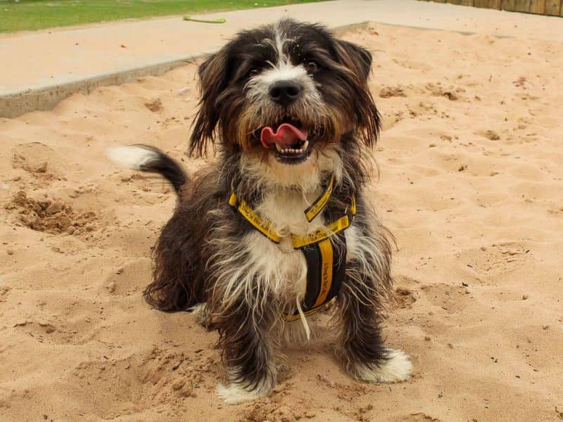 Bertie, photo 4