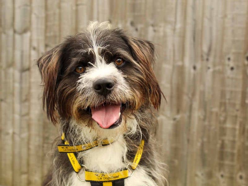 Bertie, shih tzu cross for adoption in Sadberge