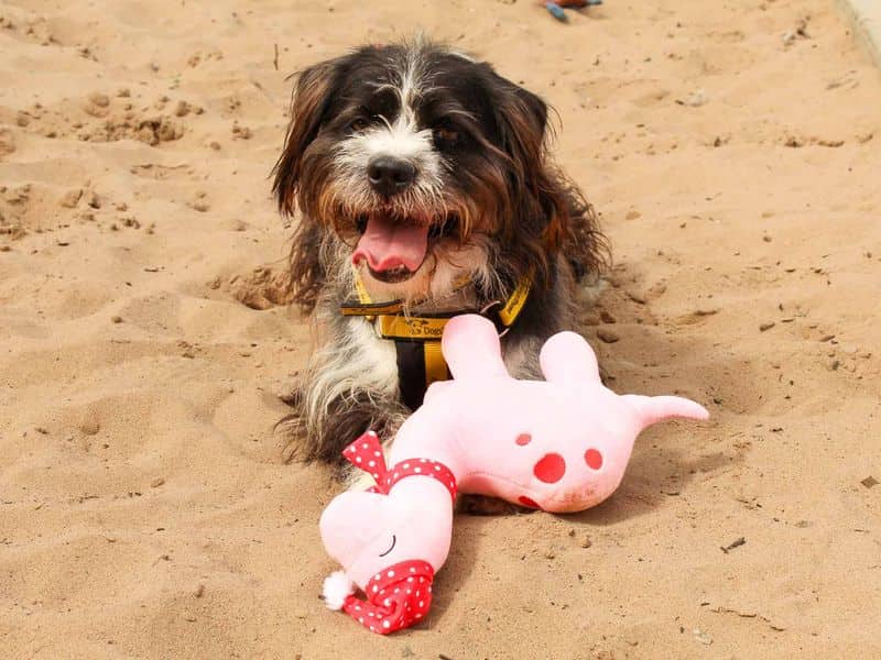 Bertie, photo 2