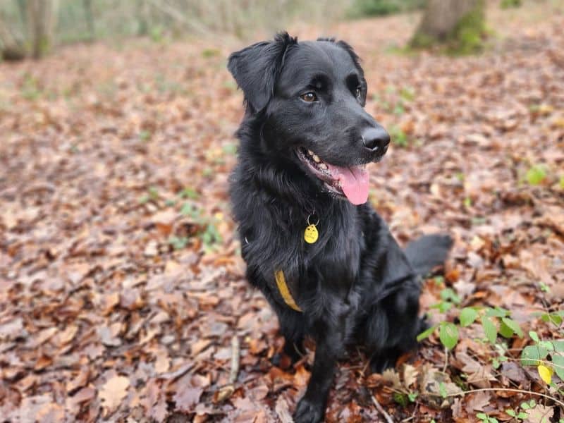 Jet, border collie cross for adoption in Chestfield