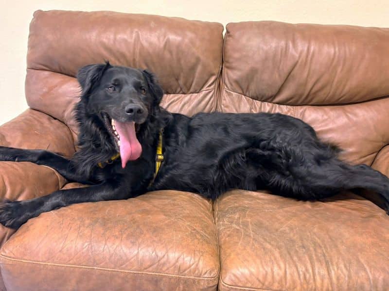 Jet, photo 3