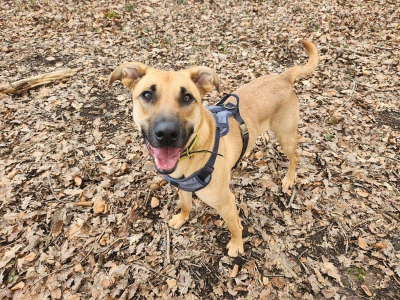 Tailor, german shepherd dog cross for adoption in Chestfield