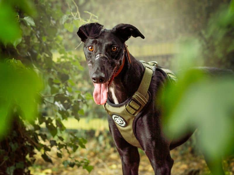 Peter, lurcher for adoption in Kenilworth