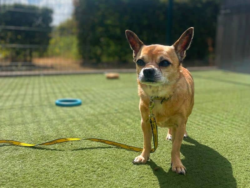 Saturn, smooth coat chihuahua for adoption in Wickford