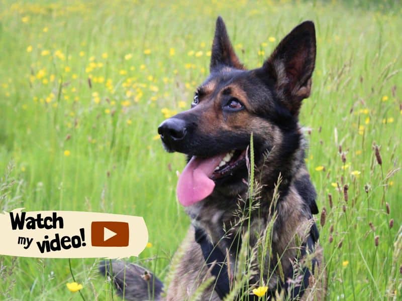 Riley, german shepherd dog for adoption in Huyton