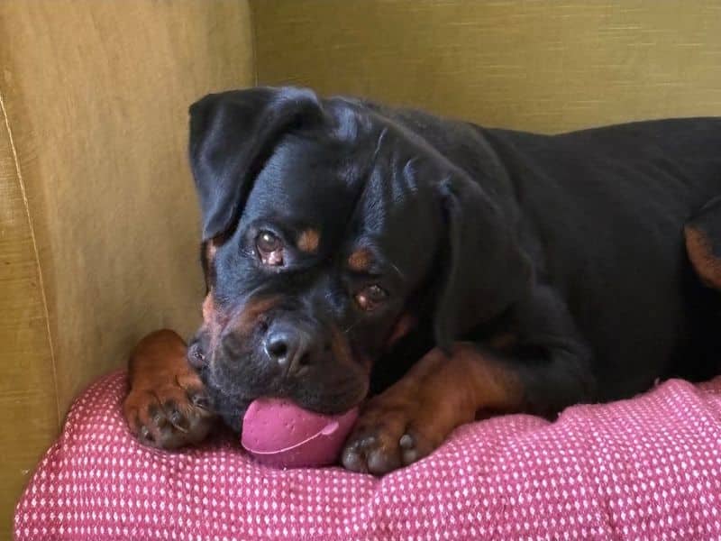 Lucy, rottweiler for adoption in Evesham