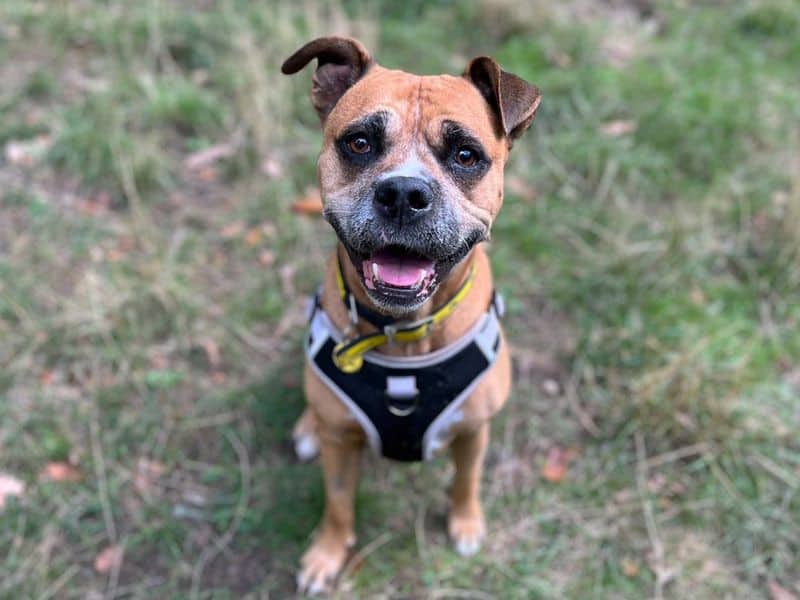 Mia, boxer cross for adoption in Chestfield