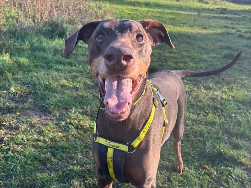 Bella, dobermann for adoption in Telford