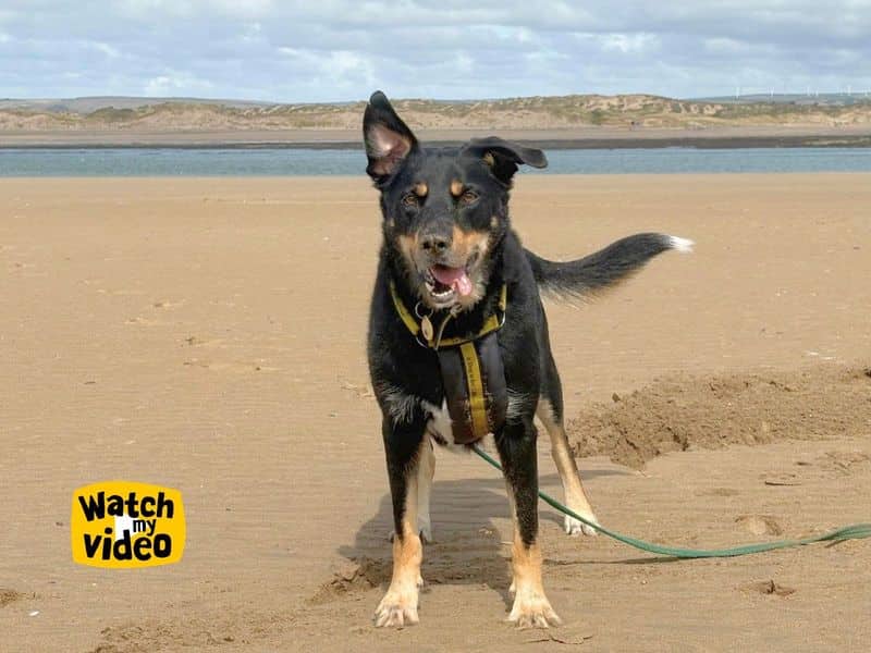 Billy, rough collie cross for adoption in Ilfracombe