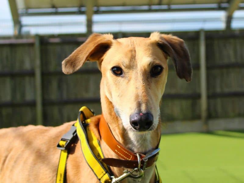 Stretch, saluki cross for adoption in Newton Tony