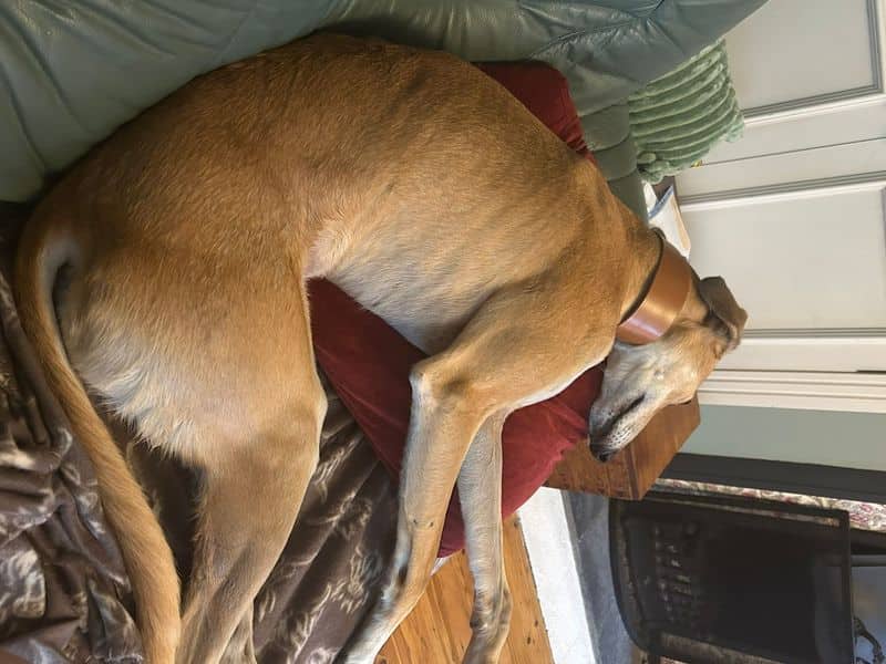 Stretch, photo 6