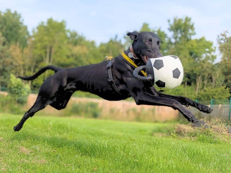 Lenny Longlegs, lurcher for adoption in West Calder