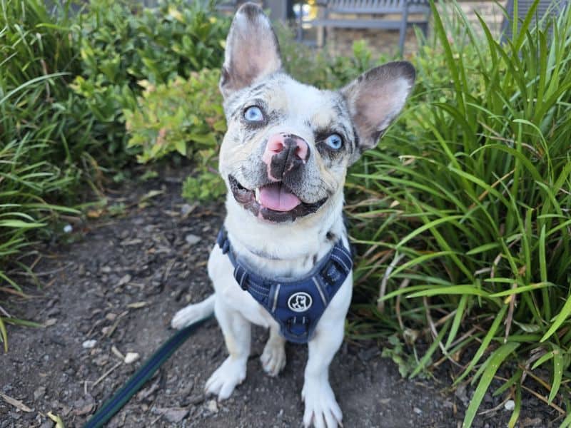 Pooky, french bulldog cross for adoption in Cardiff