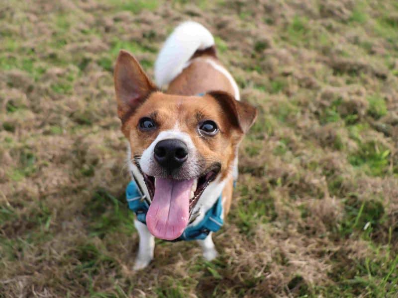 Eddie, jack russell terrier for adoption in Glasgow