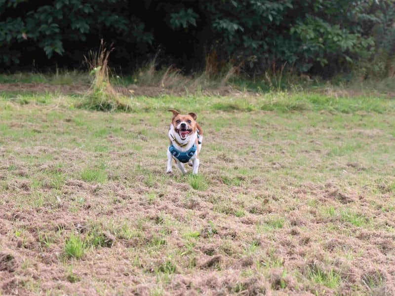 Eddie, photo 3
