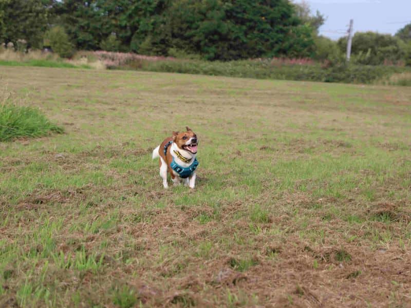 Eddie, photo 5