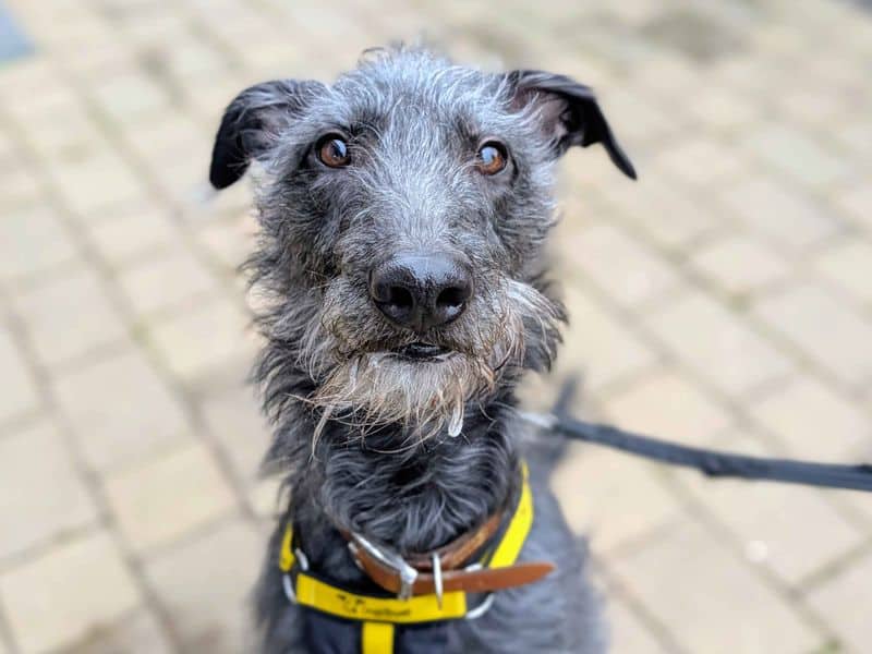 Frodo, greyhound cross for adoption in Cardiff
