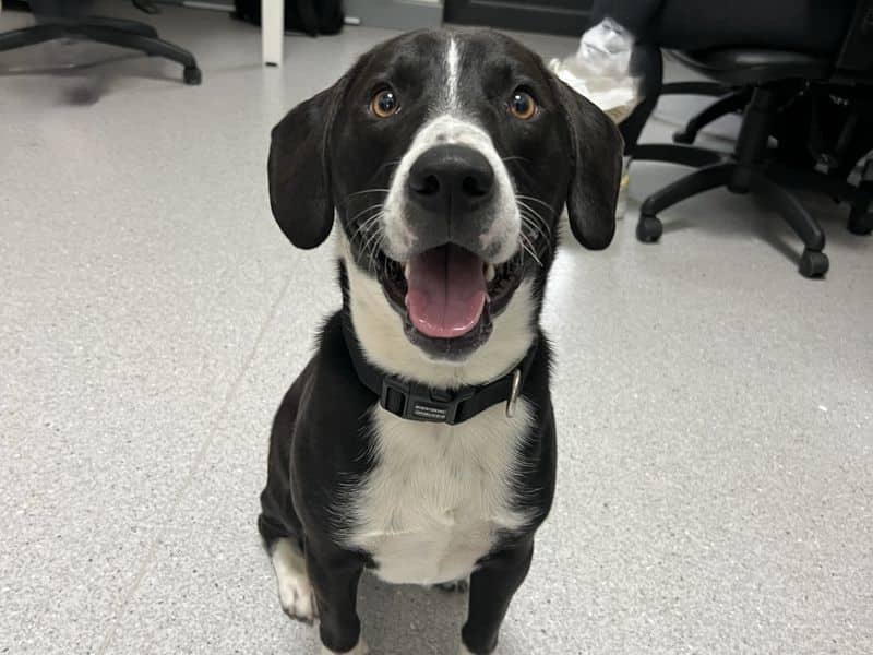 Remi, staffordshire bull terrier cross for adoption in Mid and East Antrim