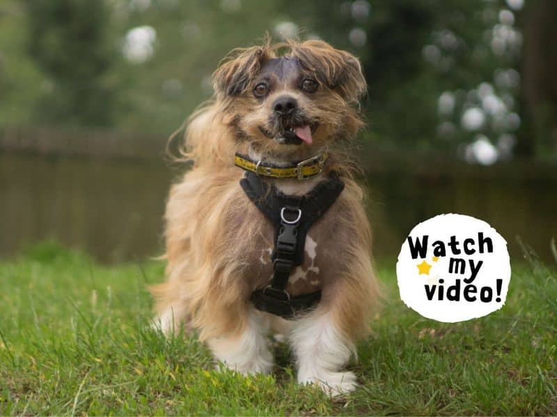 Dennis, lhasa apso for adoption in Kenilworth