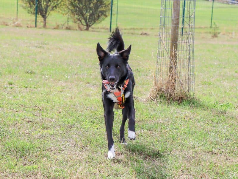 Monty, photo 6