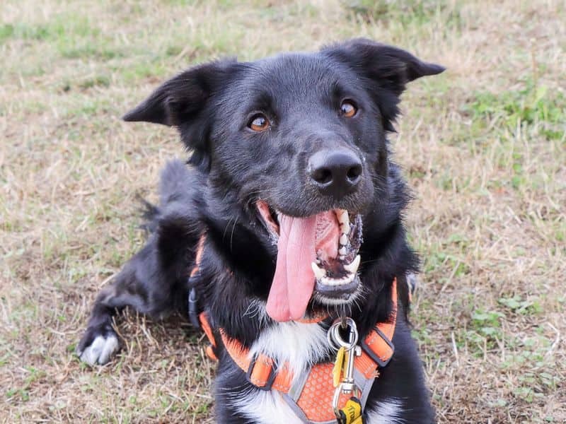 Monty, border collie cross for adoption in Evesham