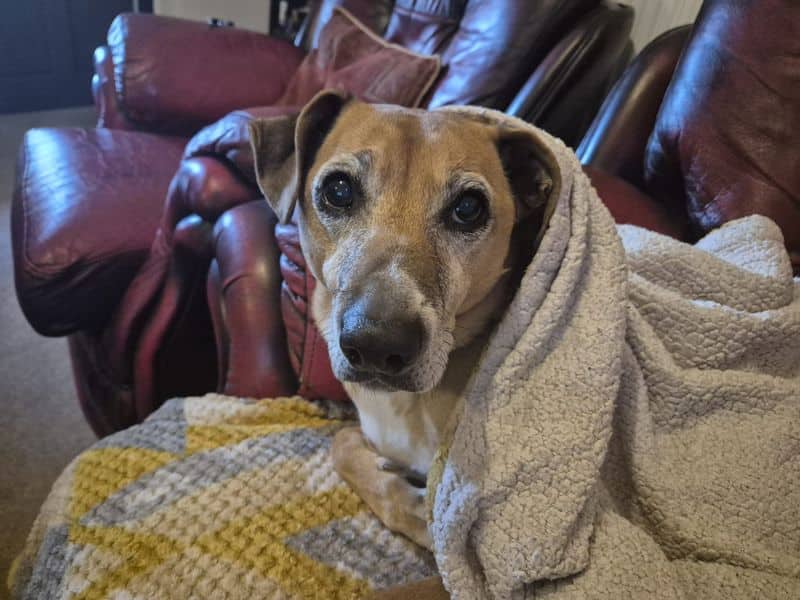 Buddy, whippet cross for adoption in Cardiff